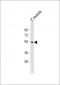 Zebrafish opn4l Antibody (Center)